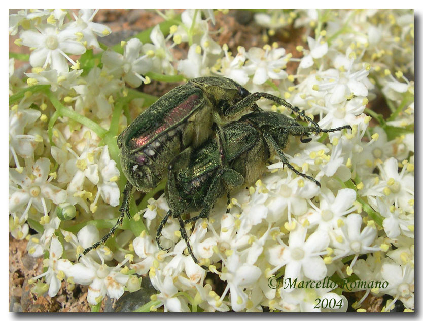 Gnorimus nobilis (Coleoptera, Cetoniidae)